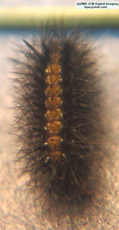 Chalcedon Checkerspot (Euphydryas chalcedona) hibernating 2nd / 3rd instar larvae